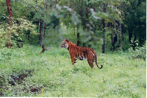 10 Best National Parks and Wildlife Sanctuaries in East India ...