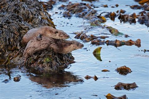 14 Wonderful Wildlife Tours to Book in Scotland | VisitScotland