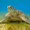 Turtle Snorkelling with Marine Biologist – Hurawalhi Gifts