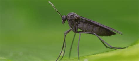 Gnat Versus Mosquito: What's That Bug? | ABC Blog