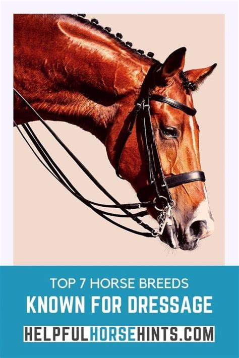 These 7 horse breeds excel at dressage. Is your favorite breed of horse on the list? Dutch ...