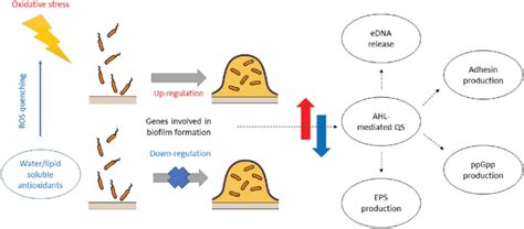 Effect of ROS and antioxidants on the regulation of genes involved in... | Download Scientific ...