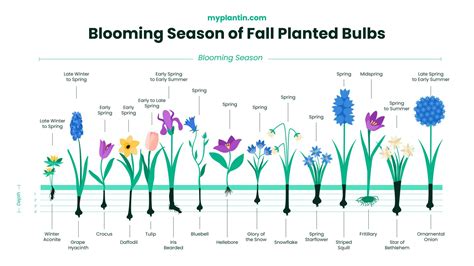 Planting Bulbs in Fall - Step-By-Step Guide (Flowers & Other Plants)