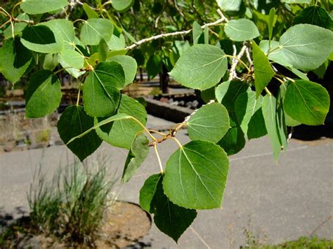 Quaking Aspen, Populus tremuloides | Native Plants PNW