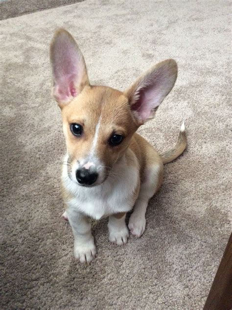 Chigi - Corgi/Chihuahua | Corgi chihuahua mix, Chihuahua mix puppies, Corgi