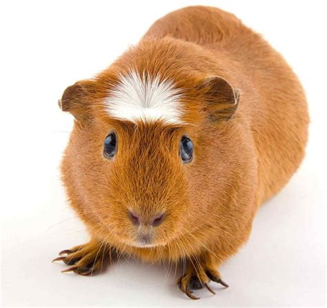 Guinea Pig Breeds - Discover 13 Different Cavies With Our Complete List