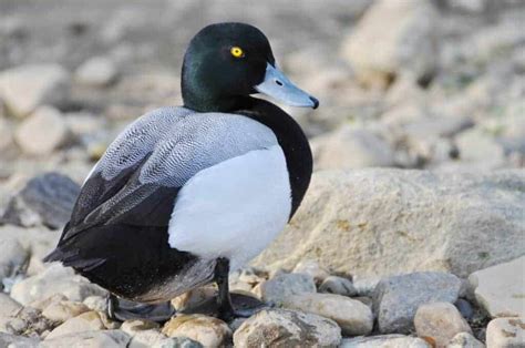 Greater Scaup - British Waterfowl Association