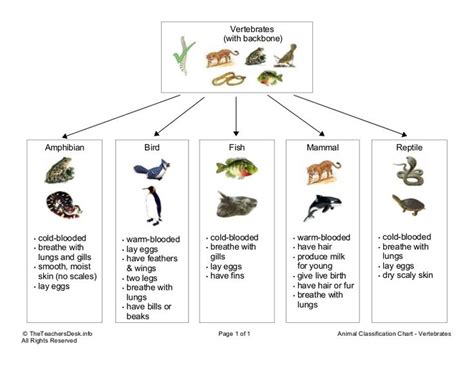 Related image | Vertebrates and invertebrates, Vertebrates, Animal classification