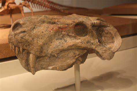 Gorgonopsid skull at the Field Museum | Ryan DeLuca | Flickr