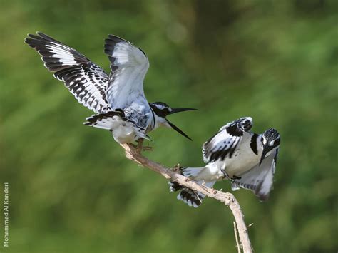 Pied Kingfisher | KuwaitBirds.org