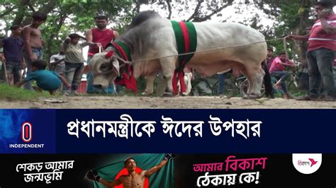 কোরবানির গরু উপহার নিতে সম্মত প্রধানমন্ত্রী || Sheikh Hasina - YouTube