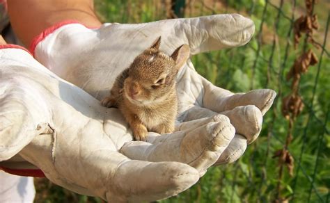 How To Take Care Of Baby Rabbits - Askexcitement5