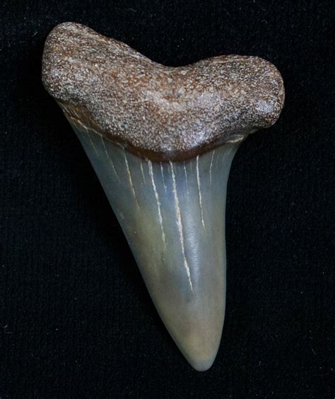 Fossil Giant Mako Shark Tooth - Virginia For Sale (#5549) - FossilEra.com