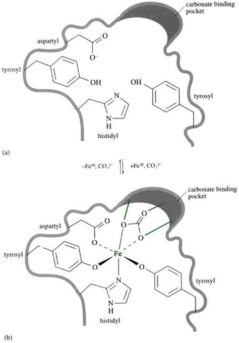 Figure 9 (a) The iron binding site in transferrin; (b) the six-coordinate iron site; the ...