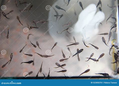 Guppy and molly fry stock photo. Image of aquarium, fish - 52285078