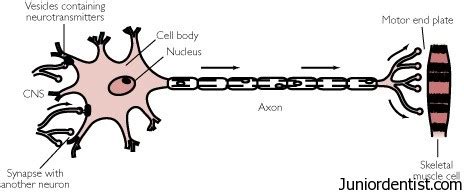 Motor Nerves