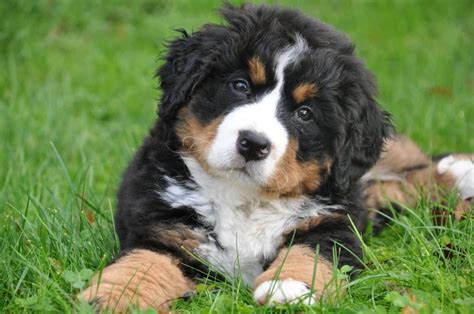 Bernese Mountain Dog Australian Shepherd Mix-Things To Know