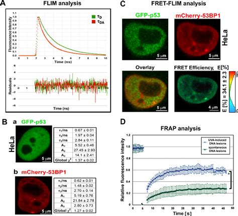 Advanced Confocal Microscopy Techniques to Study Protein-protein ...