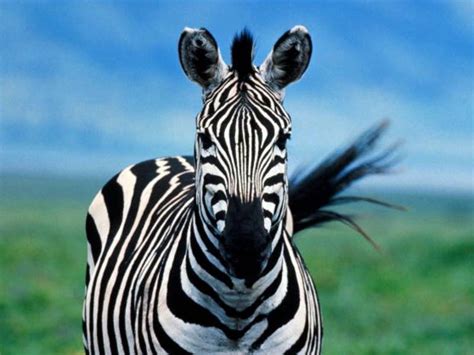 Koleksi Foto Kuda Zebra | Koleksi Foto dan Gambar