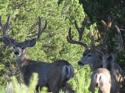 Colorado Deer Hunting Outfitters | Western Colorado Outfitters