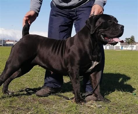 Janieka Black Mamba (RETIRED) | Guardian Boerboels