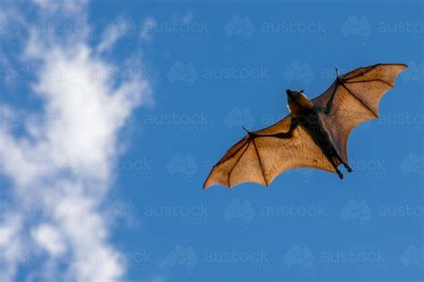 Image of Fruit Bat in flight with wings spread across a blue sky ...