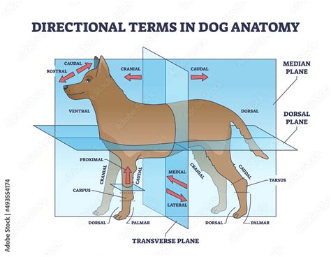 Directional terms in dog anatomy with animal sides division outline diagram. Labeled educational ...