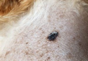 Is it a tick? How to tell if it’s a tick on your dog or cat – with ...