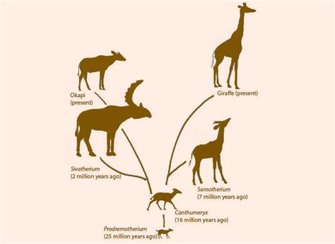 Okapi And Giraffe Evolution