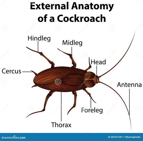 Cockroach Diagram