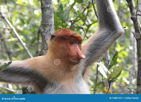 Proboscis Monkey stock image. Image of portrait, primate - 73861257