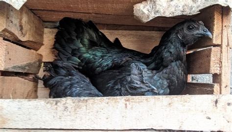 Black Chicken Breeds: The Ultimate List of 17 Black Breeds