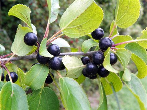 Buckthorn – NutraWiki