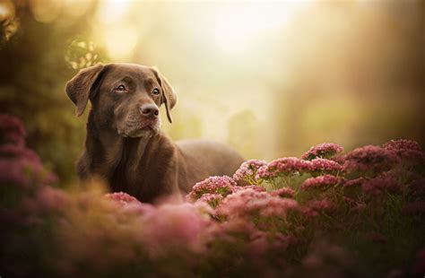Labrador Retriever Dog Wallpaper, HD Animals 4K Wallpapers, Images and Background - Wallpapers Den