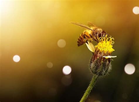 Premium Photo | Close-up of bee pollinating flower