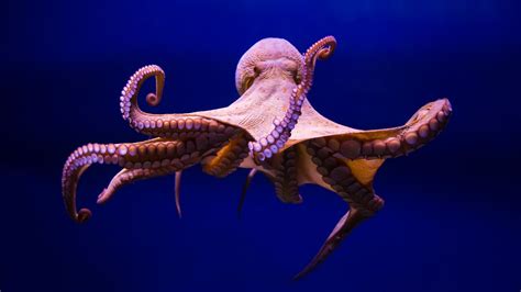 The Super Cephalopod! 8 Fascinating Facts about Octopuses – People4Ocean