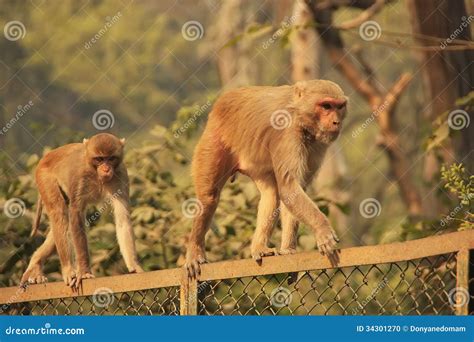 Rhesus Macaques Walking on a Fence, New Delhi Stock Photo - Image of travel, india: 34301270