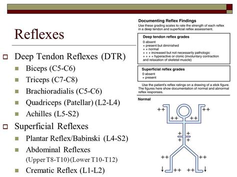 Image result for deep tendon reflex | Nursing school tips, Nursing ...