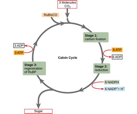 The Calvin Cycle | Biology I