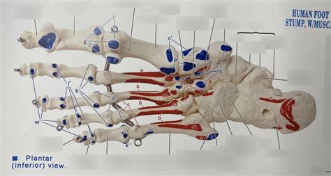 plantar foot bones Diagram | Quizlet