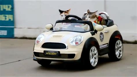 Cats Practice Driving Cars - Funny Cats Compilation | FunnyCat.TV