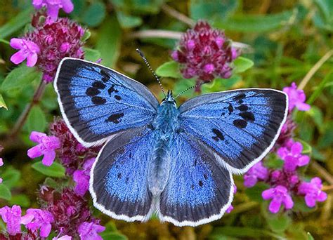 Rare Creatures In UK : 8 of 14 :: Large Blue Butterfly :: Photos.Caithness.Org