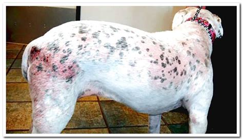 What is canine scabies? Contagion, duration and treatment - Dogsis