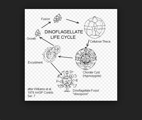 Understanding the Dinoflagellates Life Cycle