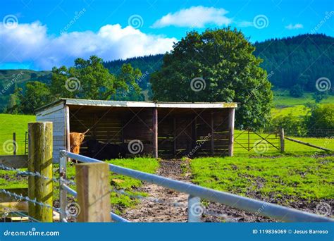 Hamish, the Highland Cow, in Kilmahog, Scotland Stock Image - Image of ...