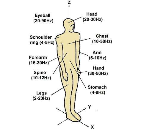 Biomechanical human body model showing the resonance frequencies of... | Download Scientific Diagram