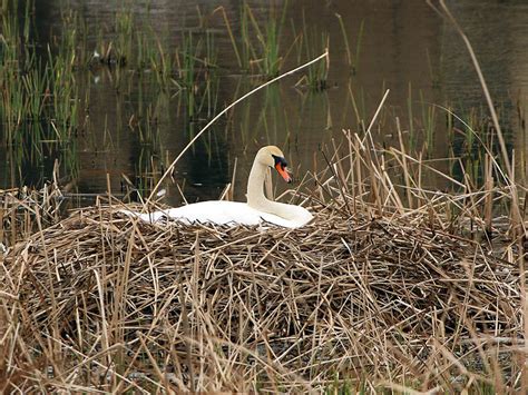 Mute Swan – Nest 2014 – DFW Urban Wildlife