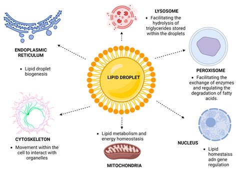 Microorganisms | Free Full-Text | Multifaceted Nature of Lipid Droplets in Viral Interactions ...