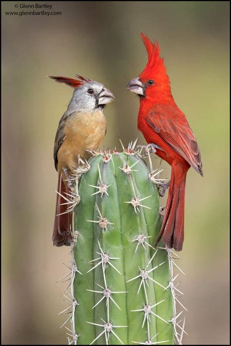 Vermilion Cardinal (Cardinalis Phoeniceus) | Focusing on Wildlife