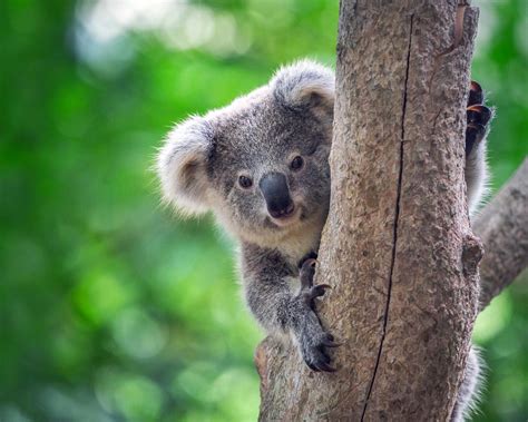 Port Stephens Koala Sanctuary Ticket | New South Wales - KKday